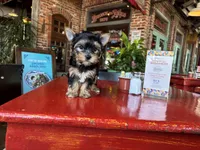AKC Princess, a female Yorkshire Terrier for sale in Houston, TX – Photo 1 of 10