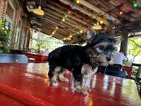 AKC Princess, a female Yorkshire Terrier for sale in Houston, TX – Photo 4 of 10