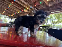 AKC Princess, a female Yorkshire Terrier for sale in Houston, TX – Photo 3 of 10