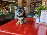 AKC Princess, a female Yorkshire Terrier for sale in Houston, TX – Photo 8 of 10