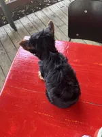 AKC Princess, a female Yorkshire Terrier for sale in Houston, TX – Photo 7 of 10