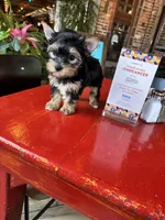 AKC Princess, a female Yorkshire Terrier for sale in Houston, TX – Photo 9 of 10