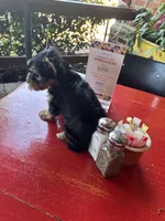 AKC Princess, a female Yorkshire Terrier for sale in Houston, TX – Photo 5 of 10