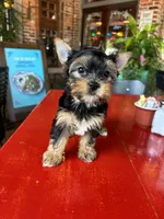 AKC Princess, a female Yorkshire Terrier for sale in Houston, TX – Photo 2 of 10