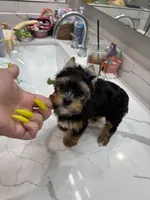 AKC Princess, a female Yorkshire Terrier for sale in Houston, TX – Photo 10 of 10