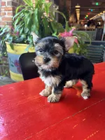 AKC Princess, a female Yorkshire Terrier for sale in Houston, TX – Photo 6 of 10