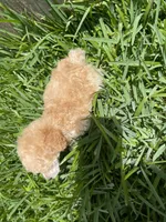 XS Tiny Toy, a male Poodle - Toy  for sale in Houston, TX – 5 of 7