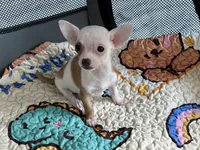XS Olivia , a female Chihuahua for sale in Houston, TX – 4 of 10