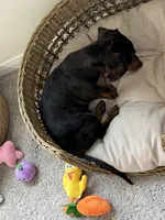 Dapple , a male Miniature Dachshund for sale in Houston, TX – 9 of 10