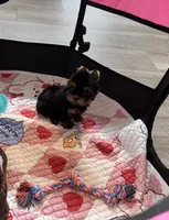  Tcup Everleigh  , a female Yorkshire Terrier for sale in Houston, TX – 4 of 10