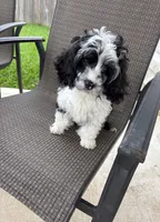 Bridge , a male Cavapoo for sale in Houston, TX – 7 of 10