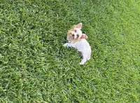 White Chocolate , a female Yorkshire Terrier for sale in Houston, TX – 3 of 6