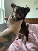 AKC Bliss, a male Chihuahua for sale in Houston, TX – 9 of 10