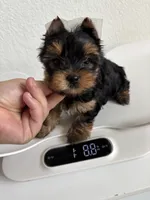 Evermore , a male Yorkshire Terrier for sale in Houston, TX – 7 of 8