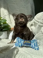 AKC Pecan , a male Chihuahua for sale in Houston, TX – 9 of 10