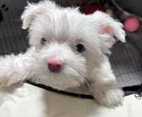 Princess , a female Yorkshire Terrier for sale in Houston, TX – Photo 2 of 6