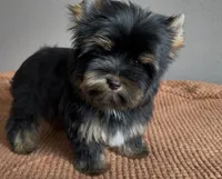 AKC Boston , a male Yorkshire Terrier for sale in Houston, TX – 9 of 10
