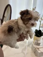 Blue Eye Merle , a male Yorkshire Terrier for sale in Houston, TX – Photo 4 of 7