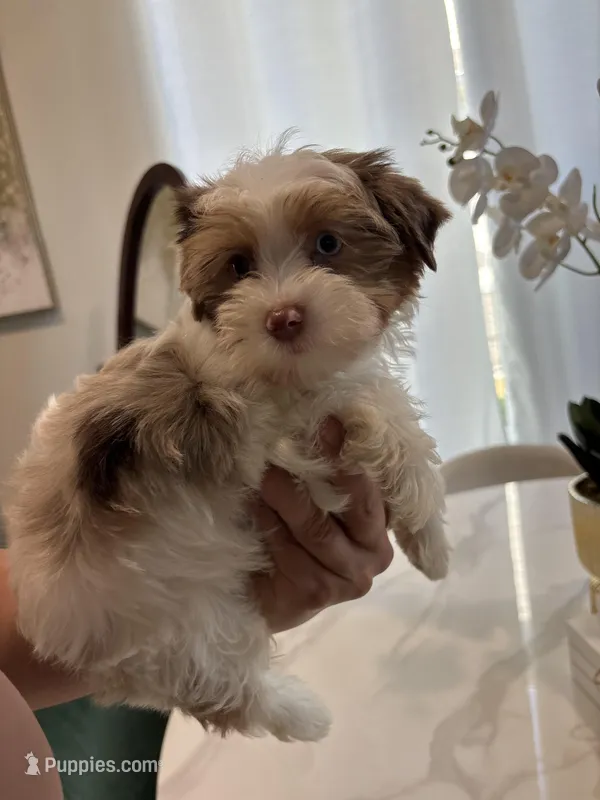 Blue Eye Merle  – Yorkshire Terrier puppy for sale in Houston, TX