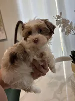 Blue Eye Merle , a male Yorkshire Terrier for sale in Houston, TX – Photo 1 of 7