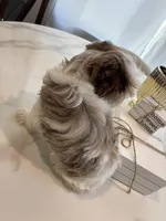 Blue Eye Merle , a male Yorkshire Terrier for sale in Houston, TX – Photo 7 of 7