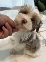 Blue Eye Merle , a male Yorkshire Terrier for sale in Houston, TX – Photo 5 of 7