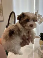 Blue Eye Merle , a male Yorkshire Terrier for sale in Houston, TX – Photo 2 of 7