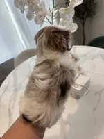 Blue Eye Merle , a male Yorkshire Terrier for sale in Houston, TX – Photo 3 of 7