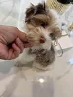 Blue Eye Merle , a male Yorkshire Terrier for sale in Houston, TX – Photo 6 of 7