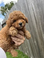 Red, a male Poodle - Toy  for sale in Houston, TX – 4 of 10