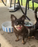 AKC Chocolate , a male Chihuahua for sale in Houston, TX – 9 of 10