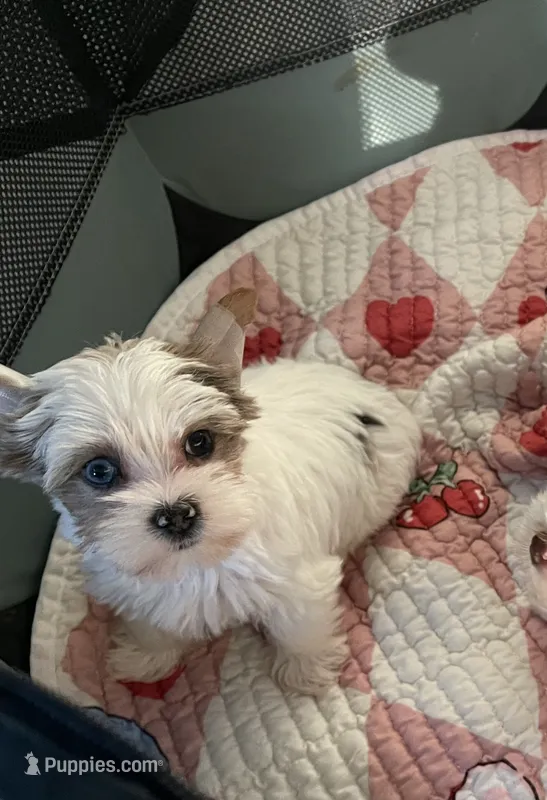 Diamond  – Yorkshire Terrier puppy for sale in Houston, TX