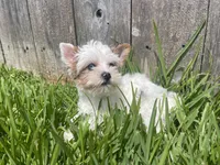 Diamond, a female Yorkshire Terrier for sale in Houston, TX – 6 of 10