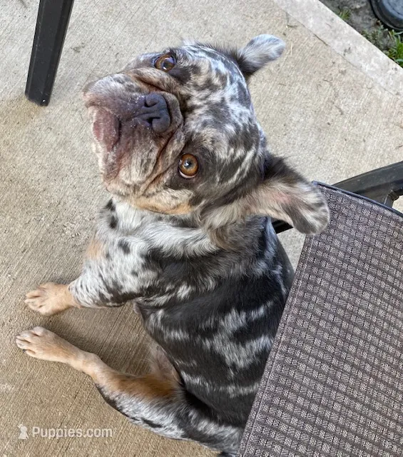 Breckie  – French Bulldog puppy for sale in Houston, TX
