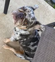 Breckie , a female French Bulldog for sale in Houston, TX – 1 of 4