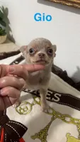 AKC Merle, a male Chihuahua for sale in Houston, TX – 4 of 9