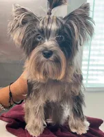 Merle , a female Yorkshire Terrier for sale in Houston, TX – 6 of 10
