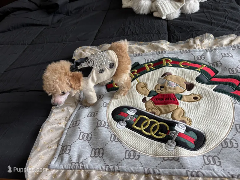 Micro Tcup  – Poodle - Toy  puppy for sale in Houston, TX