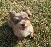 Calista , a female Yorkshire Terrier for sale in Houston, TX – 6 of 9