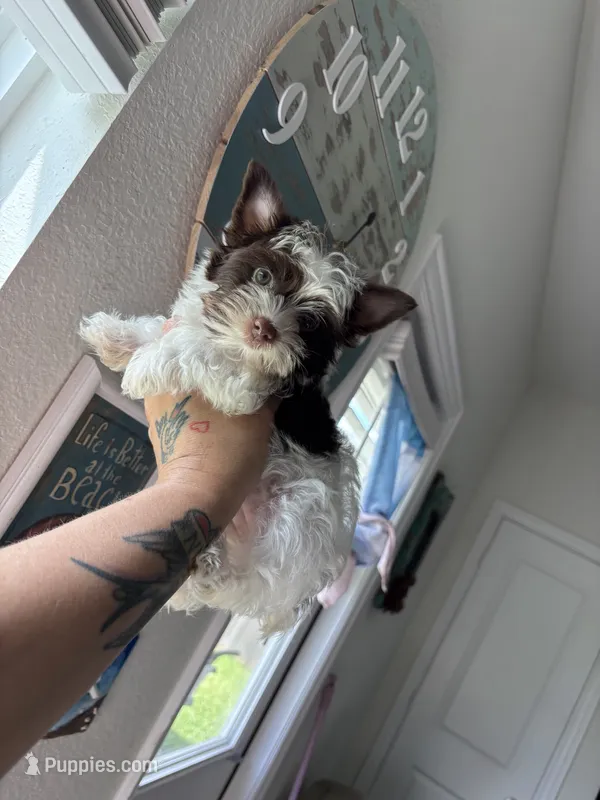 AKC Bristol  – Yorkshire Terrier puppy for sale in Houston, TX