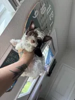 AKC Bristol , a female Yorkshire Terrier for sale in Houston, TX – 1 of 7