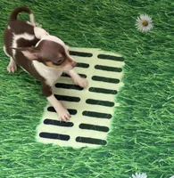 Ollie , a male Chihuahua for sale in Houston, TX – 9 of 9