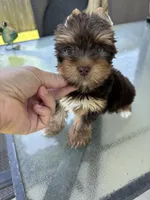 AKC Chocolate , a male Yorkshire Terrier for sale in Houston, TX – 6 of 9