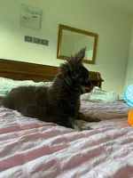 AKC Manolo, a male Chihuahua for sale in Houston, TX – 8 of 8