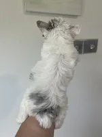 Diamond , a female Yorkshire Terrier for sale in Houston, TX – 10 of 10