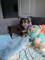 AKC Bliss, a male Chihuahua for sale in Houston, TX – 2 of 10