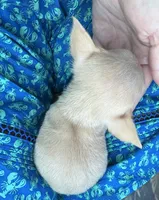 AKC Micro Tcup Apple, a female Chihuahua for sale in Houston, TX – 8 of 10
