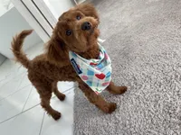 processed/6ff23a90-37f4-4337-baae-45ca340d761e/listing/0ecd02d1-cd81-4563-9f10-de3180cbfab5/b0fb06c3-b26a-4e4b-842b-dd7a90eca104