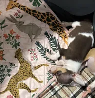 Ollie , a male Chihuahua for sale in Houston, TX – 8 of 9