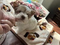 Denali, a male Yorkshire Terrier for sale in Houston, TX – 10 of 10